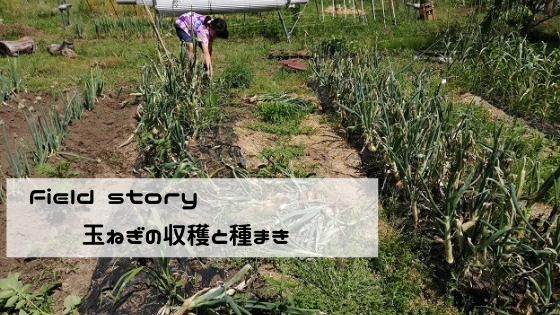 Field story　玉ねぎの収穫とゴボウなどの種まき